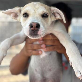 Kindle -  Labrador Retriever and Husky Dog for Adoption in San Pablo, California - Kindle | PetCurious