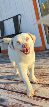 Rescue Chihuahua Dogs for Adoption in Pumpkin Center, California - Chewy | PetCurious