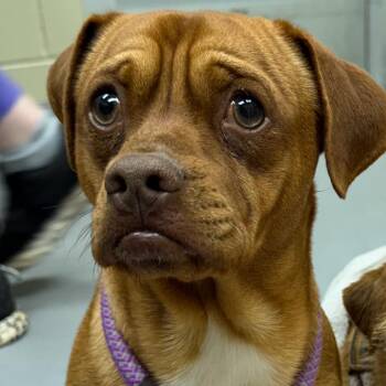 Chihuahua Dogs Available for Adoption - 02/14/2026-Stray-Macon/MillerRoad-2 | PetCurious