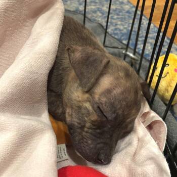 Friday -  Mixed Breed Dog for Adoption in Philadelphia, Pennsylvania - Friday | PetCurious