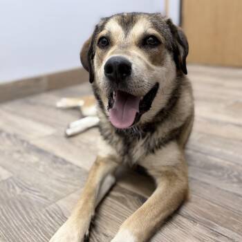 MONTY -  Mixed Breed Dog for Adoption in Cranston, Rhode Island - MONTY | PetCurious