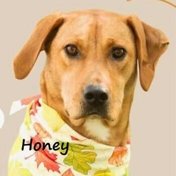 Honey -  Yellow Labrador Retriever Dog for Adoption in Aurora, Nebraska - Honey | PetCurious