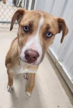 Ruby -  Mixed Breed Dog for Adoption in Sullivan, Indiana - Ruby | PetCurious
