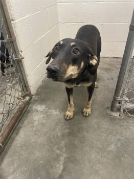 Rescue German Shepherd Dog and Mixed Breed Dogs for Adoption in Rosenberg, Texas - SHIOH | PetCurious