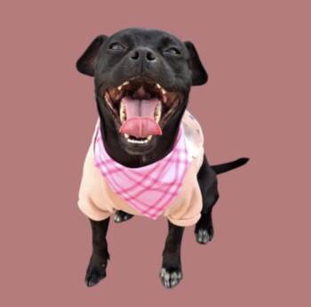 Chihuahua Dogs Available for Adoption - Wren -- URGENT! | PetCurious