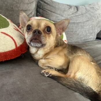 Chihuahua Dogs Available for Adoption in Shorewood, Illinois - Weevil | PetCurious
