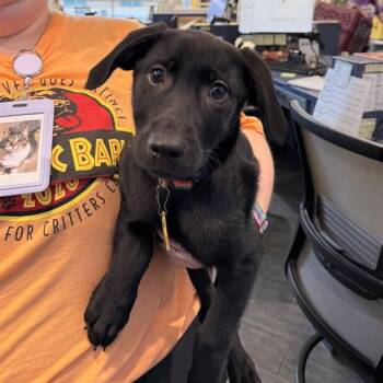 LUNA -  Labrador Retriever and Mixed Breed Dog for Adoption in St. Louis, Missouri - LUNA | PetCurious