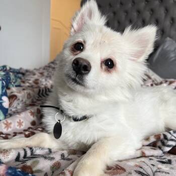 Pomsky Dogs Available for Adoption - Penny | PetCurious