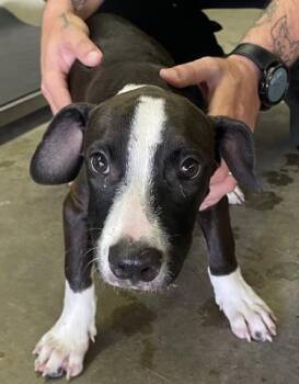 MICKEY MOUSE -  Mixed Breed Dog for Adoption in Pensacola, Florida - MICKEY MOUSE | PetCurious