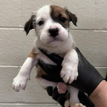 RUKA -  Pit Bull Terrier and Mixed Breed Dog for Adoption in Thousand Palms, California - RUKA | PetCurious