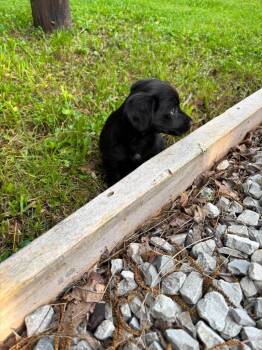 Likens Puppy -  Cockapoo Dog Available for Adoption in Morgantown, Kentucky - Likens Puppy | PetCurious