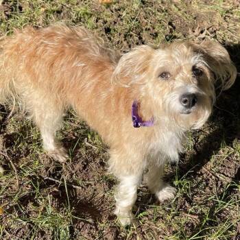 Goldilocks -  Terrier Dog for Adoption in Olathe, Kansas - Goldilocks | PetCurious