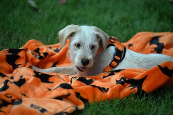 Archie -  Schnoodle and Terrier Dog for Adoption in Falmouth, Maine - Archie | PetCurious