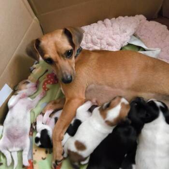 Fritz -  Chihuahua and Mixed Breed Dog for Adoption in Overland Park, Kansas - Fritz | PetCurious