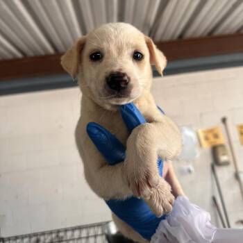 Mater -  Shepherd and Mixed Breed Dog for Adoption in Edinburg, Texas - Mater | PetCurious