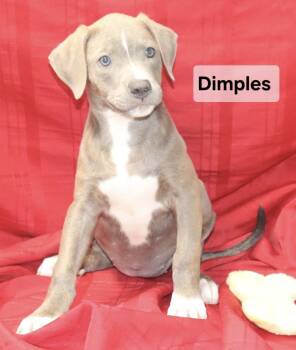 Dimples -  Labrador Retriever Dog for Adoption in Manchester, Connecticut - Dimples | PetCurious