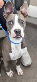 DRAKO -  Mixed Breed Dog for Adoption in Dallas, Texas - DRAKO | PetCurious