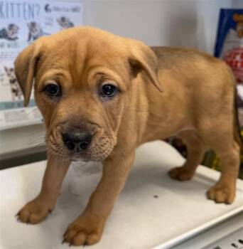 Black Mouth Cur and American Staffordshire Terrier Dogs Available for Adoption in San Antonio, Texas - RAGNAROK | PetCurious
