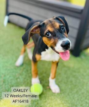 Oakley -  Hound Dog for Adoption - Oakley | PetCurious