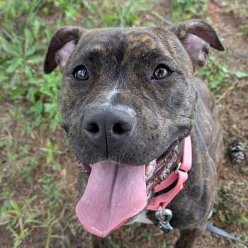 Sadie -  Terrier Dog for Adoption in Syracuse, New York - Sadie | PetCurious