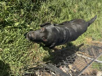 Alexsis -  Black Labrador Retriever Dog for Adoption in Glenwood City, Wisconsin - Alexsis | PetCurious