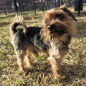 Rescue Yorkshire Terrier Dogs for Adoption in San Antonio, Texas - Poncho | PetCurious