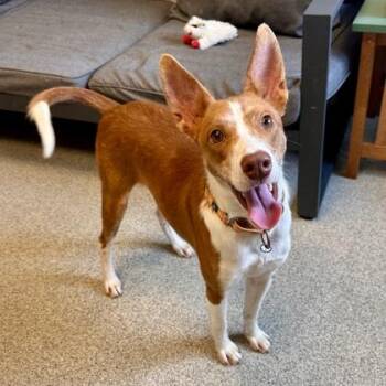 Joseph -  Mixed Breed Dog for Adoption in Lansing, Michigan - Joseph | PetCurious
