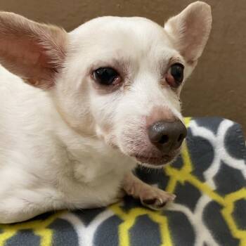 Chimmy -  Chihuahua Dog for Adoption in Reno, Nevada - Chimmy | PetCurious