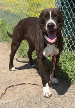 Rescue Pit Bull Terrier Dogs for Adoption in Virginia Beach, Virginia - 178163 Marlow | PetCurious
