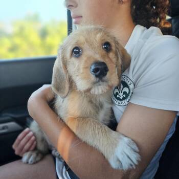 Goldendoodle Dogs Available for Adoption in Shiloh, Illinois - Nutmeg Springfield  | PetCurious