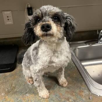 Havanese Dogs Available for Adoption in Bristol, Indiana - Frank | PetCurious