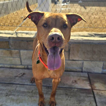 Rescue Mixed Breed Dogs for Adoption in Bentonville, Arkansas - Jake | PetCurious