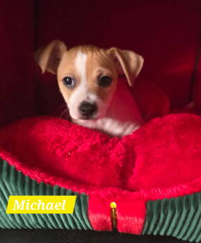 Rescue Rat Terrier and Jack Russell Terrier Dogs for Adoption in Ocean Township, New Jersey - Michael- Cuddly Cutie | PetCurious