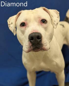 Pit Bull Terrier Dogs Available for Adoption - Diamond | PetCurious