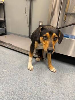 Darian -  Mixed Breed Dog Available for Adoption in Sapulpa, Oklahoma - Darian | PetCurious