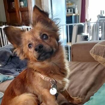 Rescue Chihuahua Dogs for Adoption in Sonora, California - Stevie | PetCurious