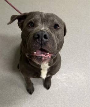 Pit Bull Terrier Dogs Available for Adoption - SCOTTY | PetCurious