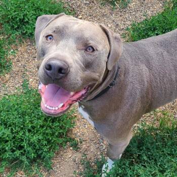 Rescue Terrier Dogs for Adoption in West Des Moines, Iowa - Big Papa | PetCurious