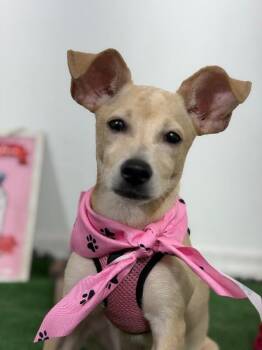 Poppin-One of our Amazing Rescue Dogs -  Dachshund and Chihuahua Dog for Adoption in Carlsbad, California - Poppin-One Of Our Amazing Rescue Dogs | PetCurious