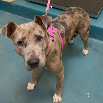 Mixed Breed Dogs Available for Adoption in Memphis, Tennessee - NYLA | PetCurious