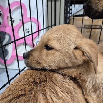 Rescue Mixed Breed Dogs for Adoption in Drumheller, Alberta - Peanut | PetCurious