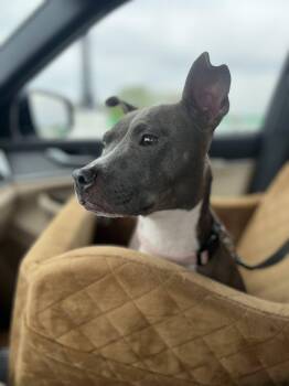 Mixed Breed Dogs Available for Adoption in Clinton, Wisconsin - Kat | PetCurious