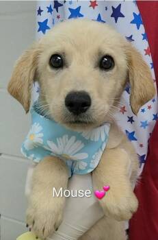 Culliton / Mouse -  Labrador Retriever and Mixed Breed Dog for Adoption in Broomfield, Colorado - Culliton / Mouse | PetCurious