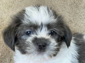 Pinch Pudding -  Shih Tzu Dog for Adoption in Andover, Massachusetts - Pinch Pudding | PetCurious