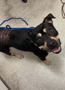 PERRY -  Pit Bull Terrier and Mixed Breed Dog for Adoption in Alameda, California - PERRY | PetCurious