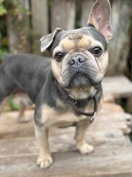 Rescue French Bulldog Dogs for Adoption in San Francisco, California - Chapo | PetCurious