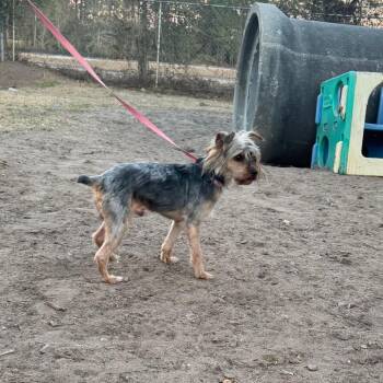 Yorkshire Terrier Dogs Available for Adoption - Frank Aka Buddy | PetCurious
