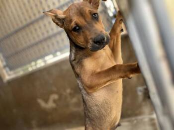 Hound Dogs Available for Adoption in Chula Vista, California - A271630 | PetCurious