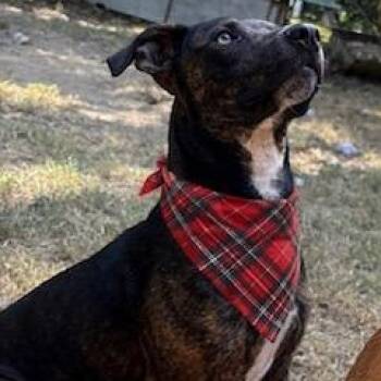 Maxwell -  Mixed Breed Dog for Adoption in Little Rock, Arkansas - Maxwell | PetCurious