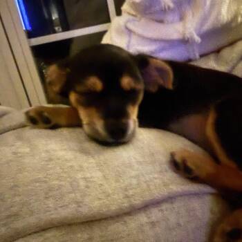 Camellia -  Chihuahua and Terrier Dog for Adoption in Fayetteville, Georgia - Camellia | PetCurious
